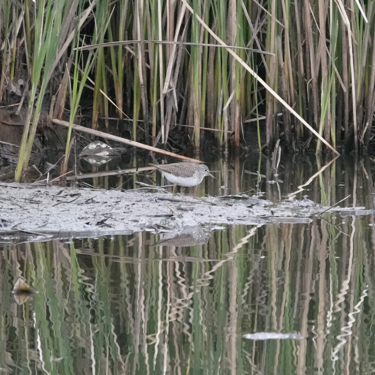 Solitary Sandpiper - ML618765910