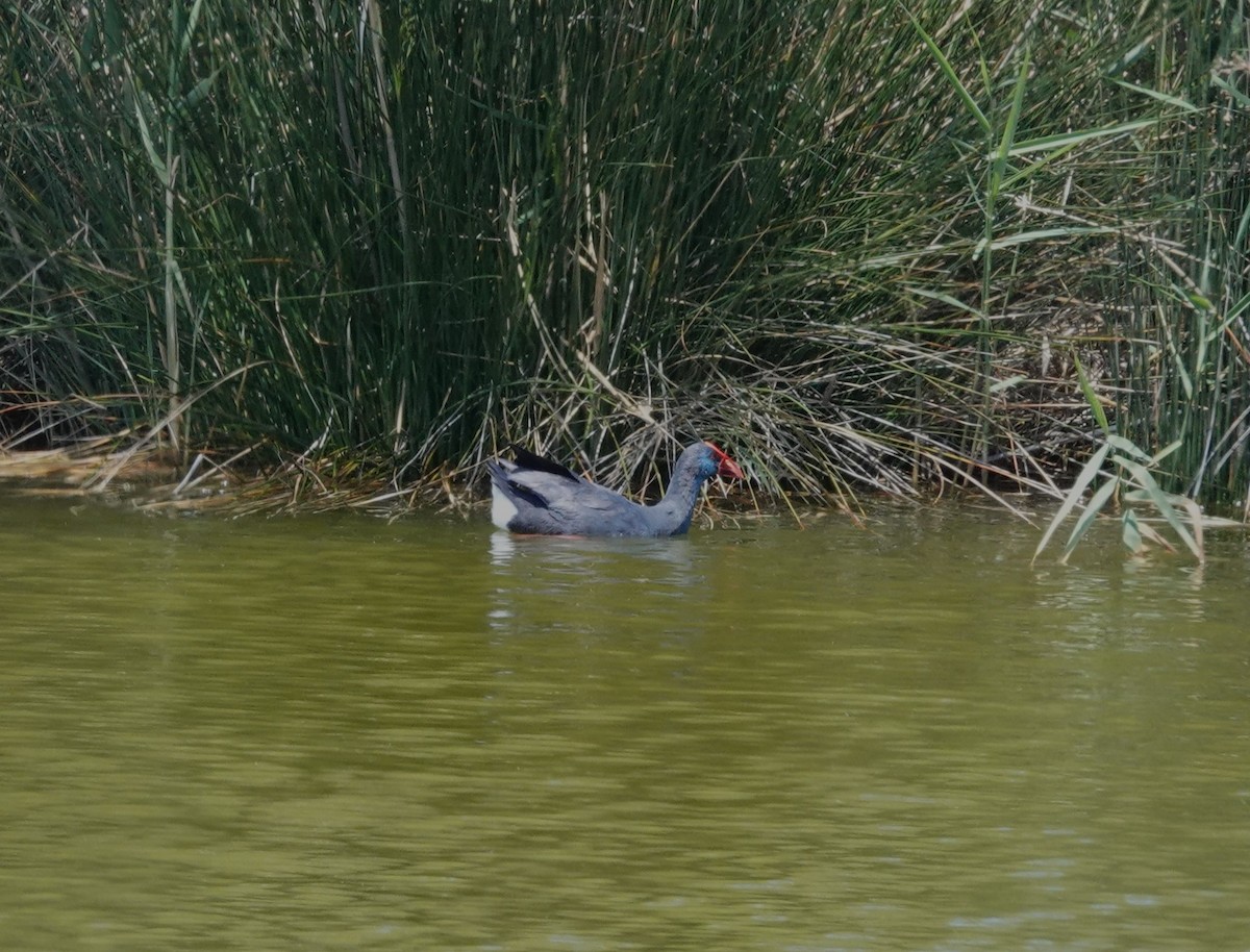 Western Swamphen - Juan Ramírez