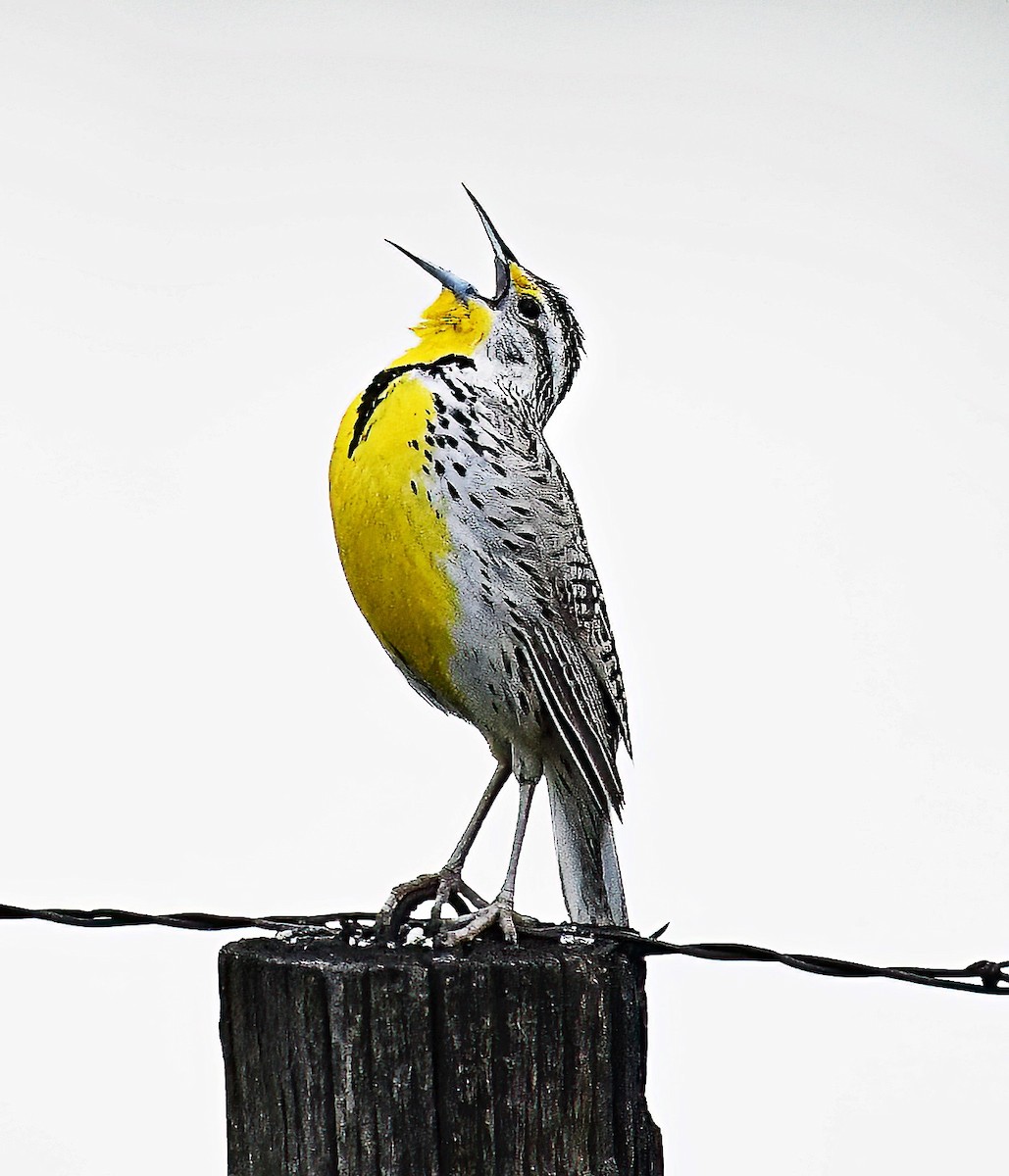 Western Meadowlark - Jim Ward