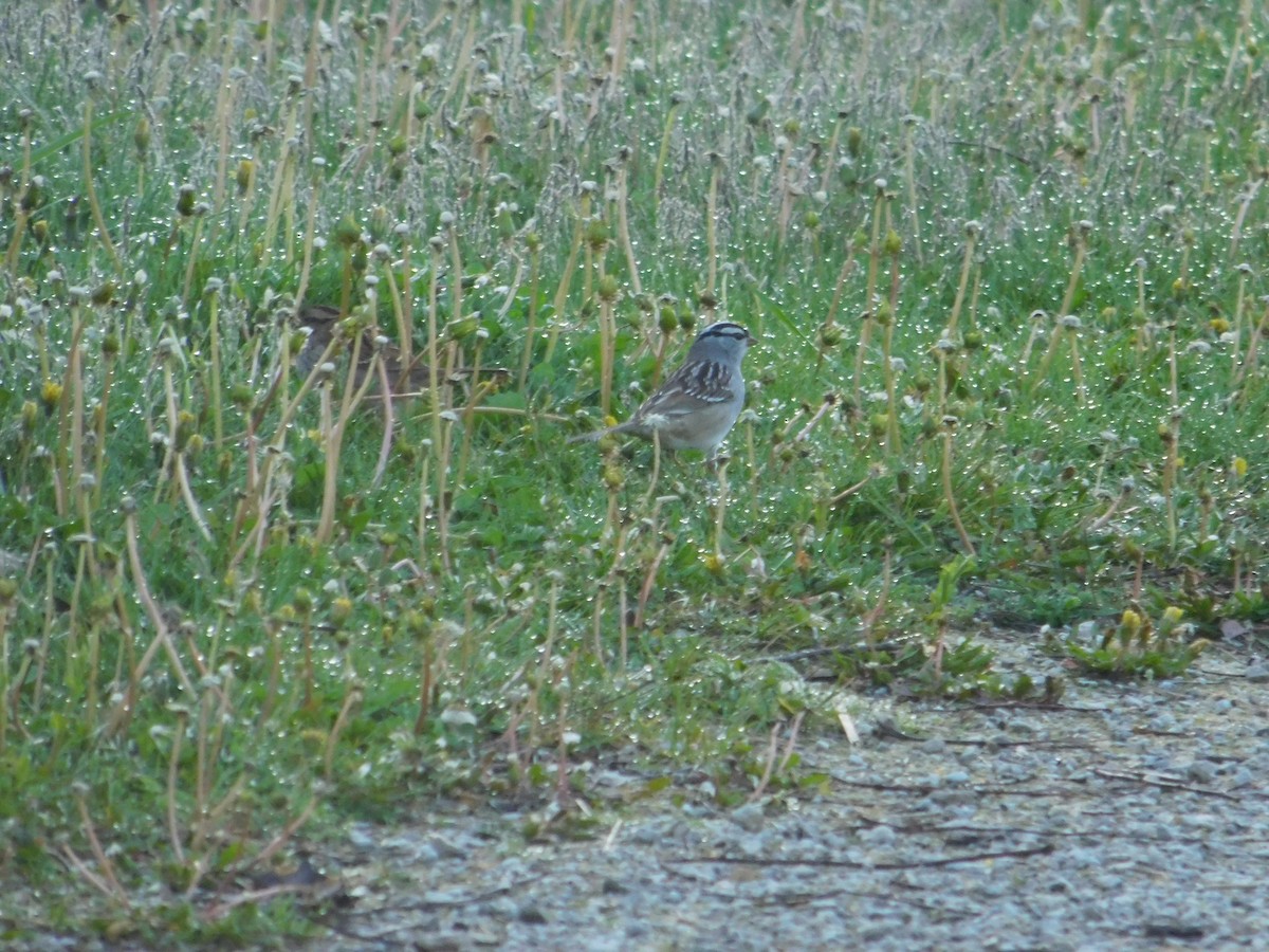 White-crowned Sparrow - ML618765922