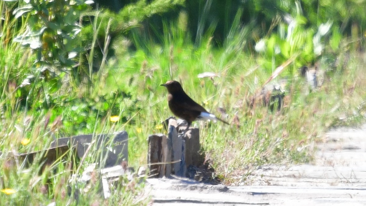 Black Wheatear - ML618765925