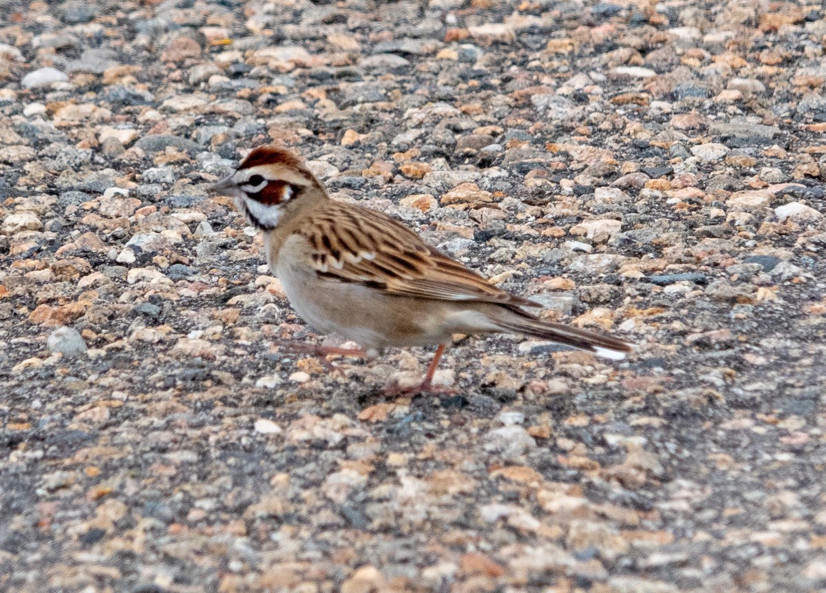 Lark Sparrow - Dale Pate