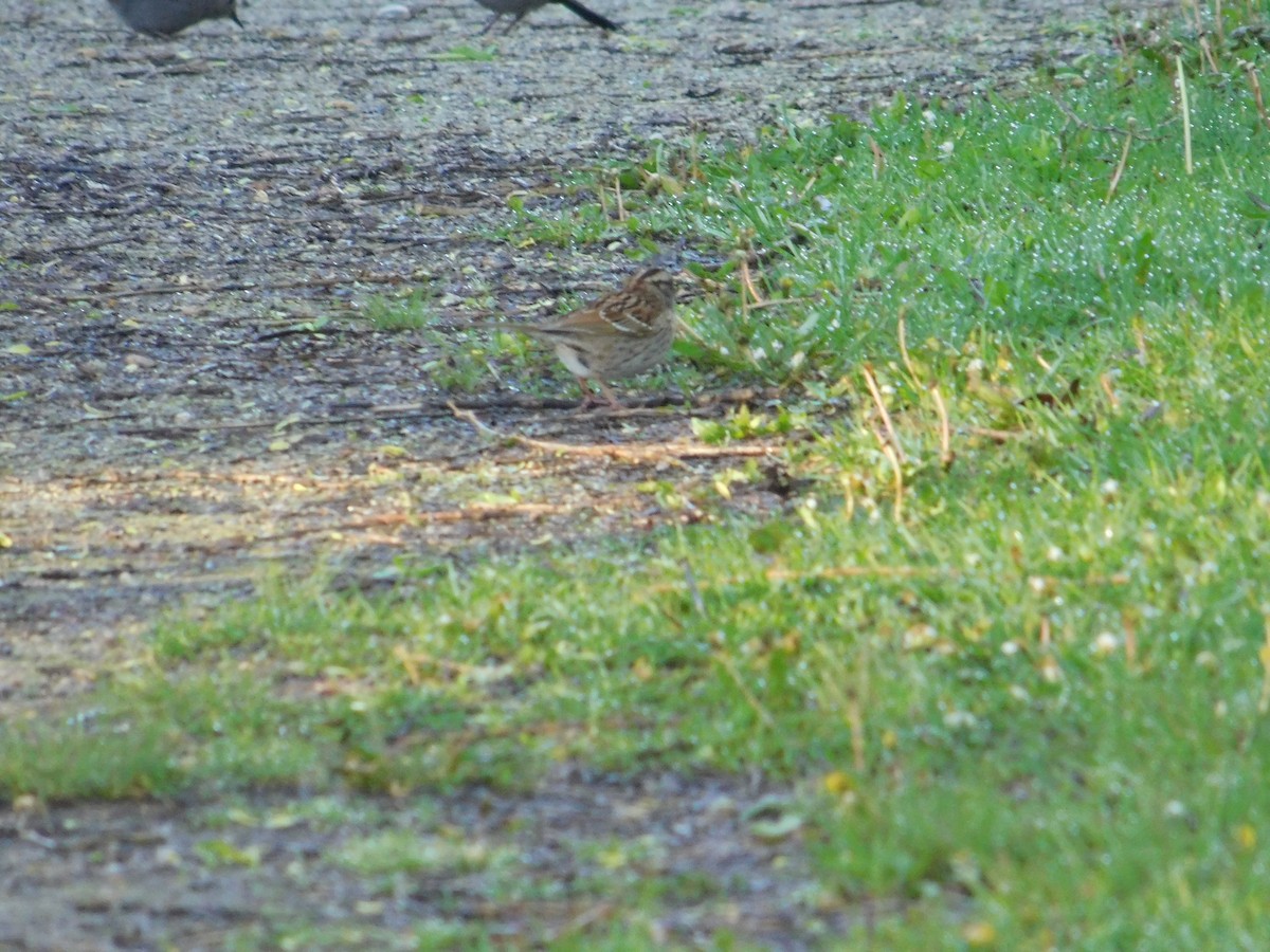 White-throated Sparrow - Arrow Z L