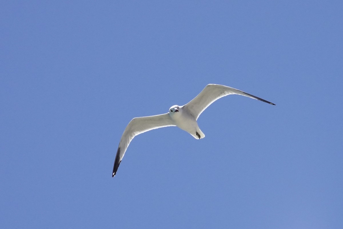 Audouin's Gull - David Ratcliffe