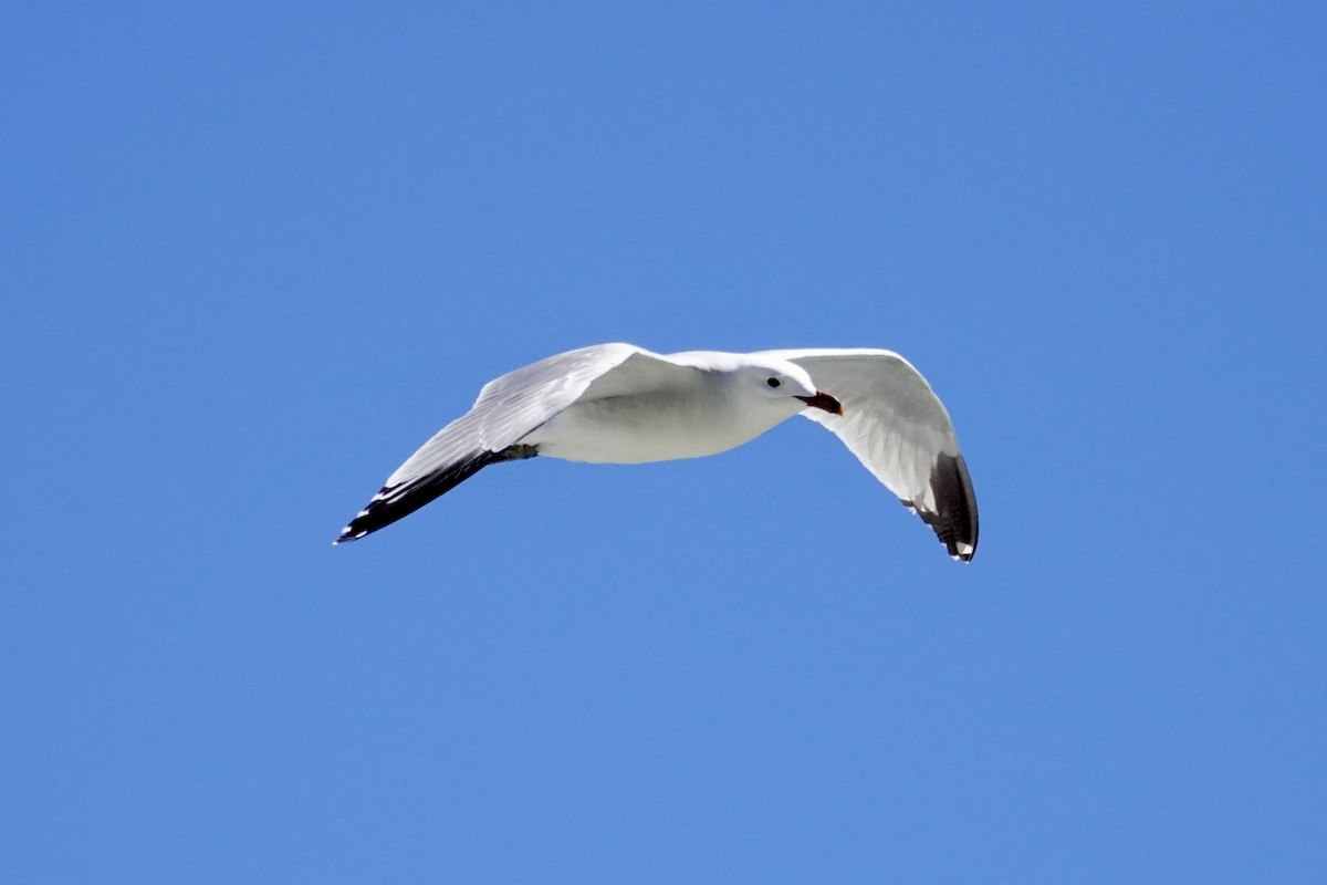 Audouin's Gull - David Ratcliffe