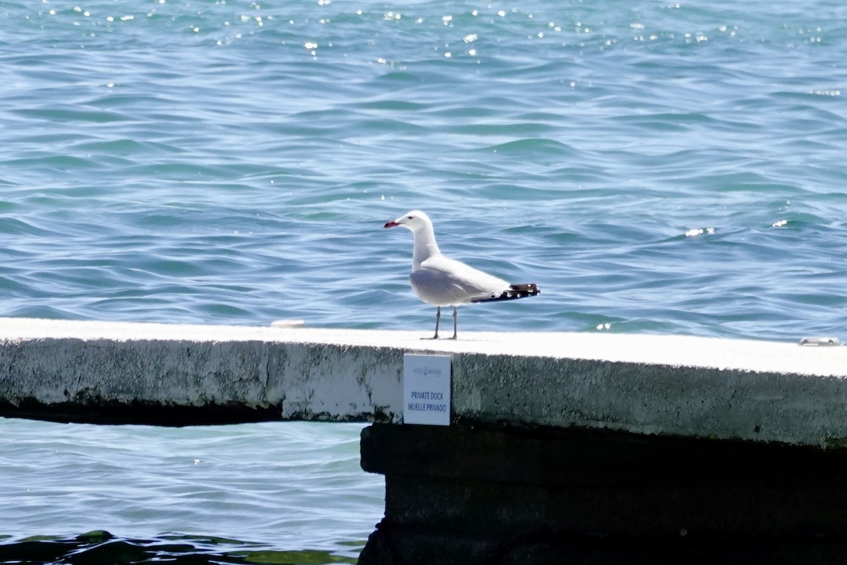 Audouin's Gull - David Ratcliffe