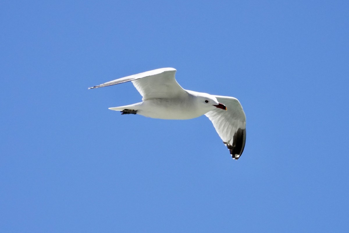 Audouin's Gull - David Ratcliffe