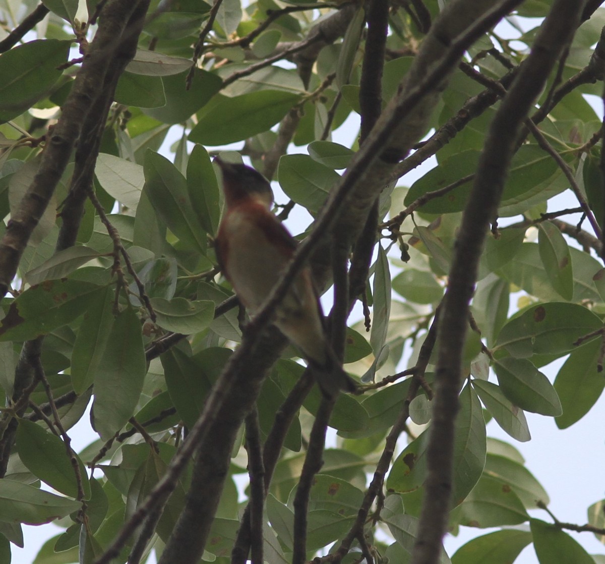 Bay-breasted Warbler - ML618765988