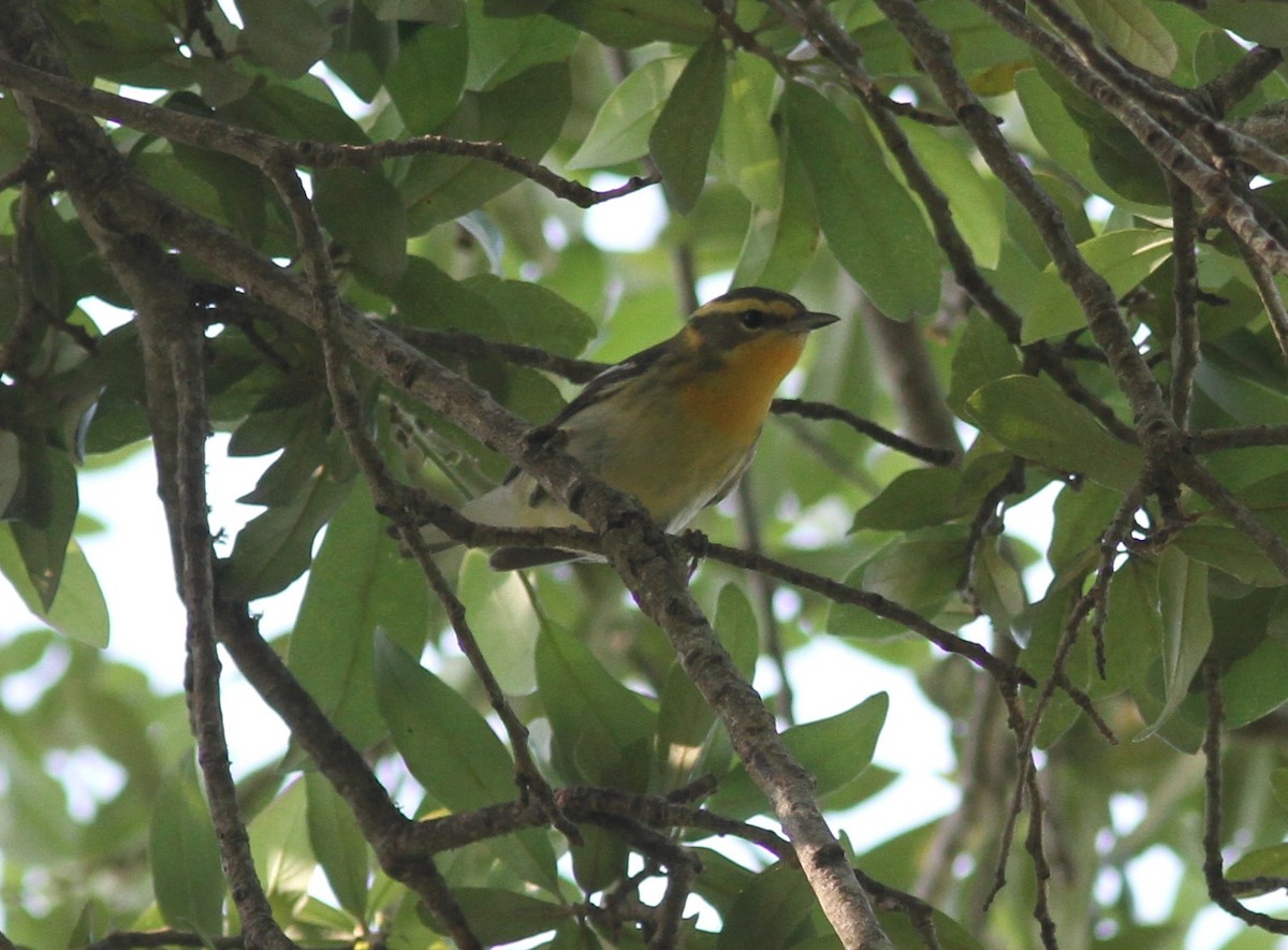 Blackburnian Warbler - David Vander Pluym