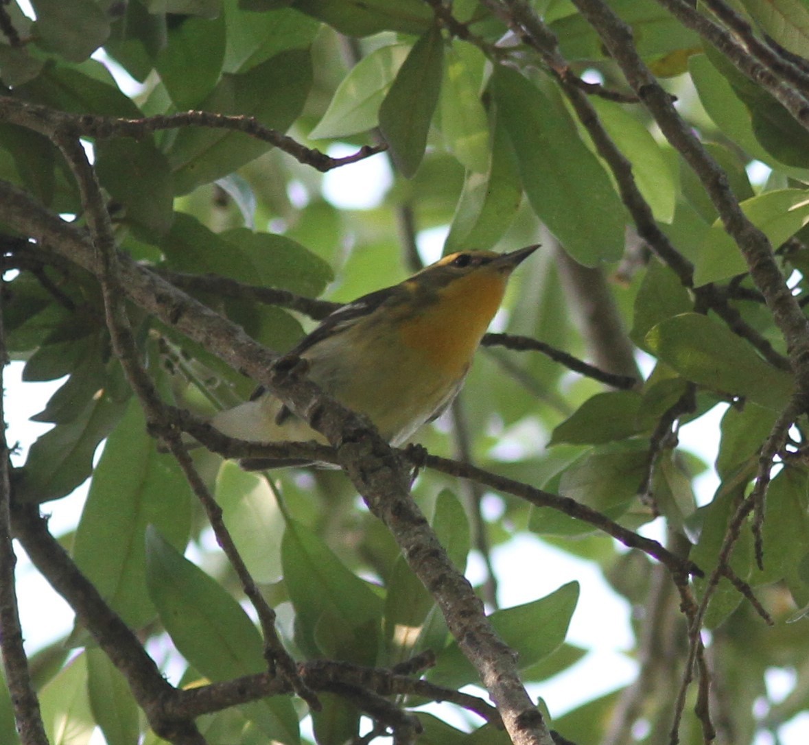 Blackburnian Warbler - David Vander Pluym