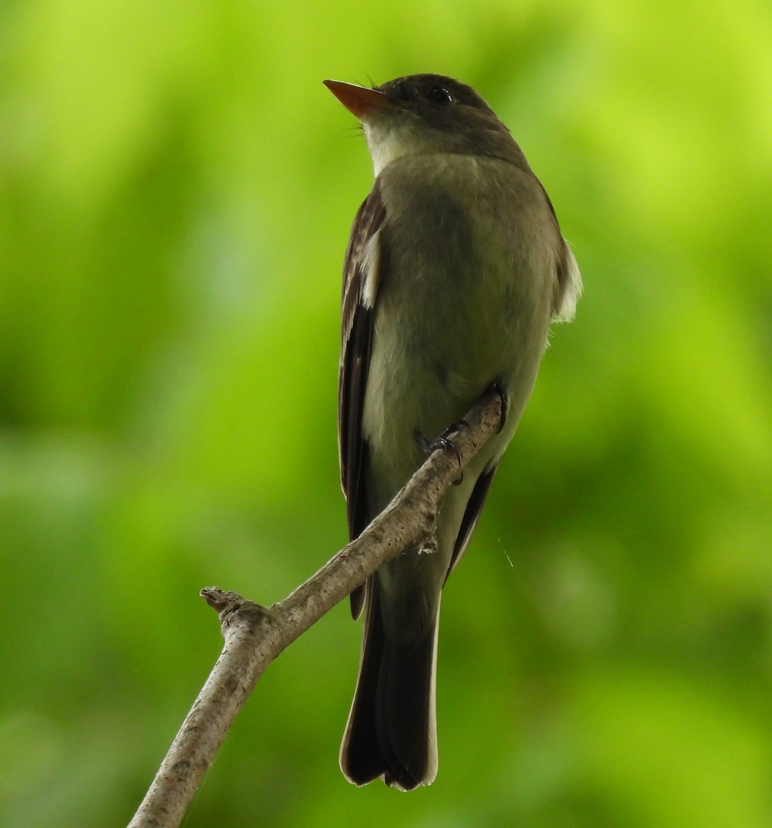 Eastern Wood-Pewee - ML618766058