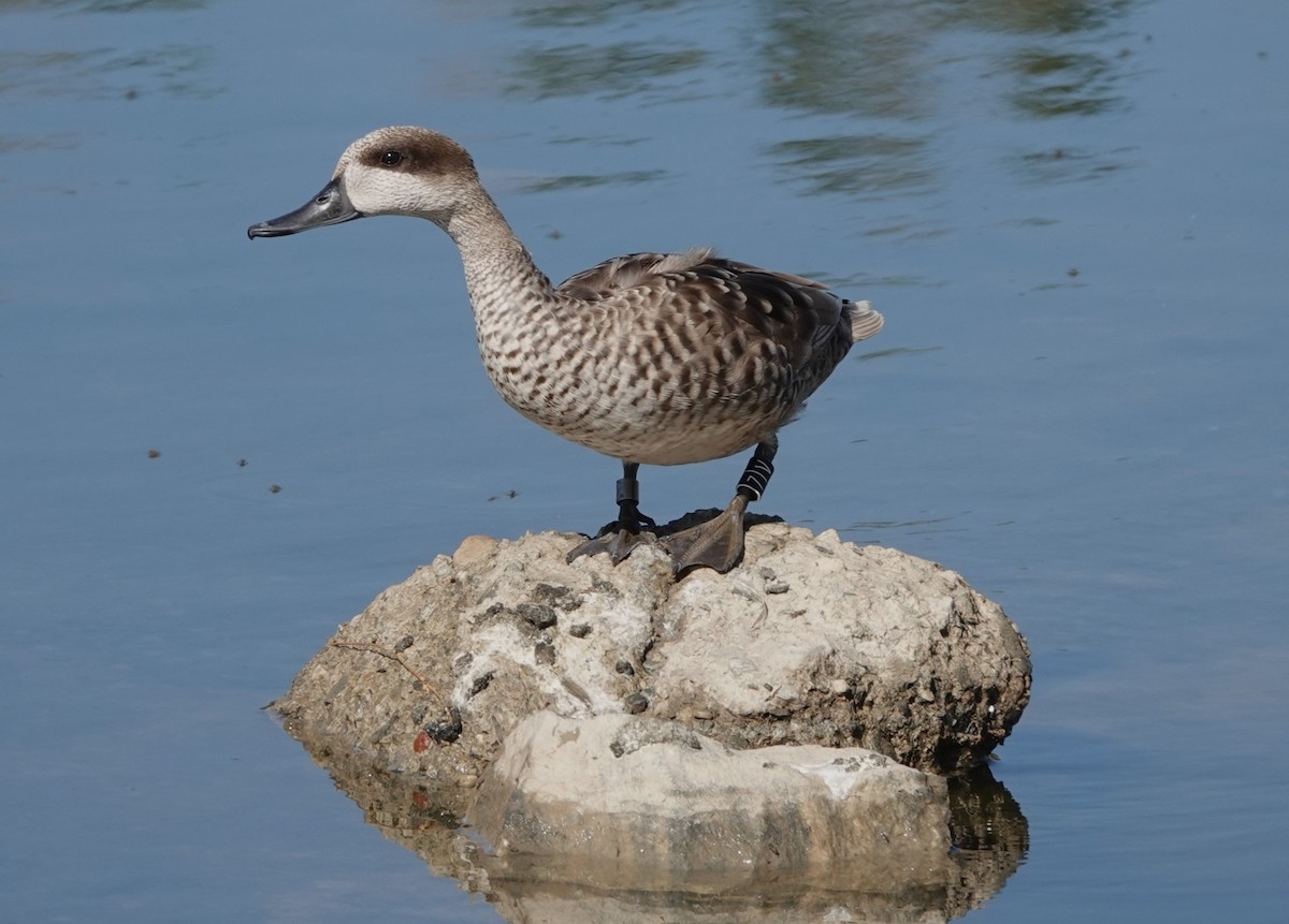 Marbled Duck - Juan Ramírez