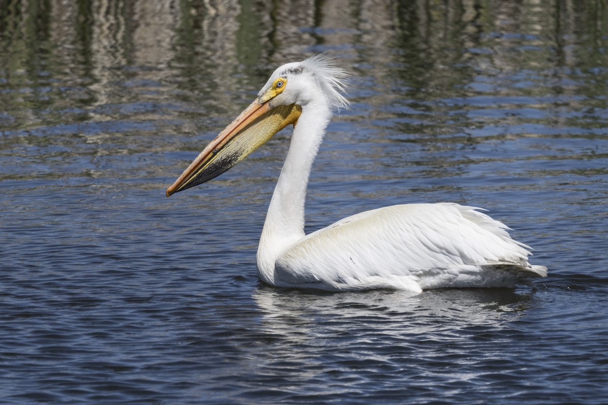 American White Pelican - Robert Lockett