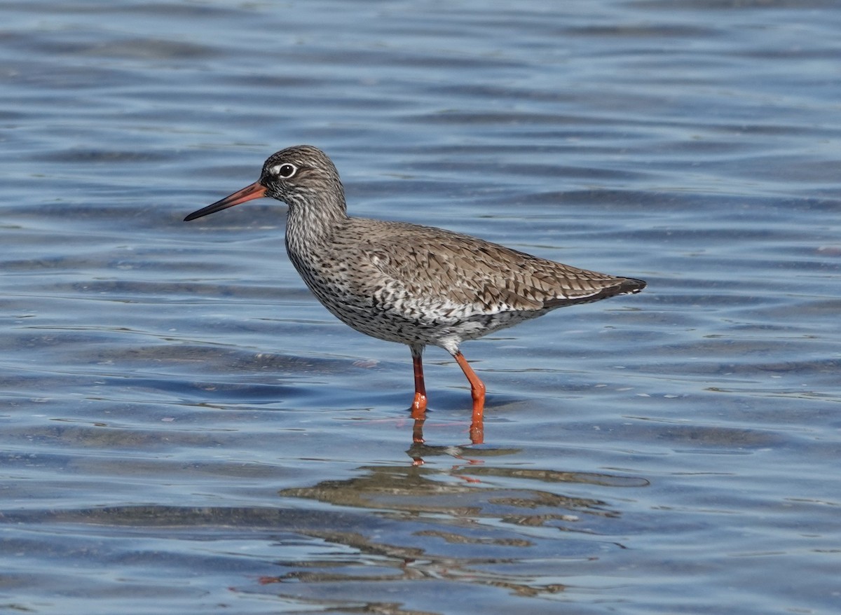 Common Redshank - Juan Ramírez