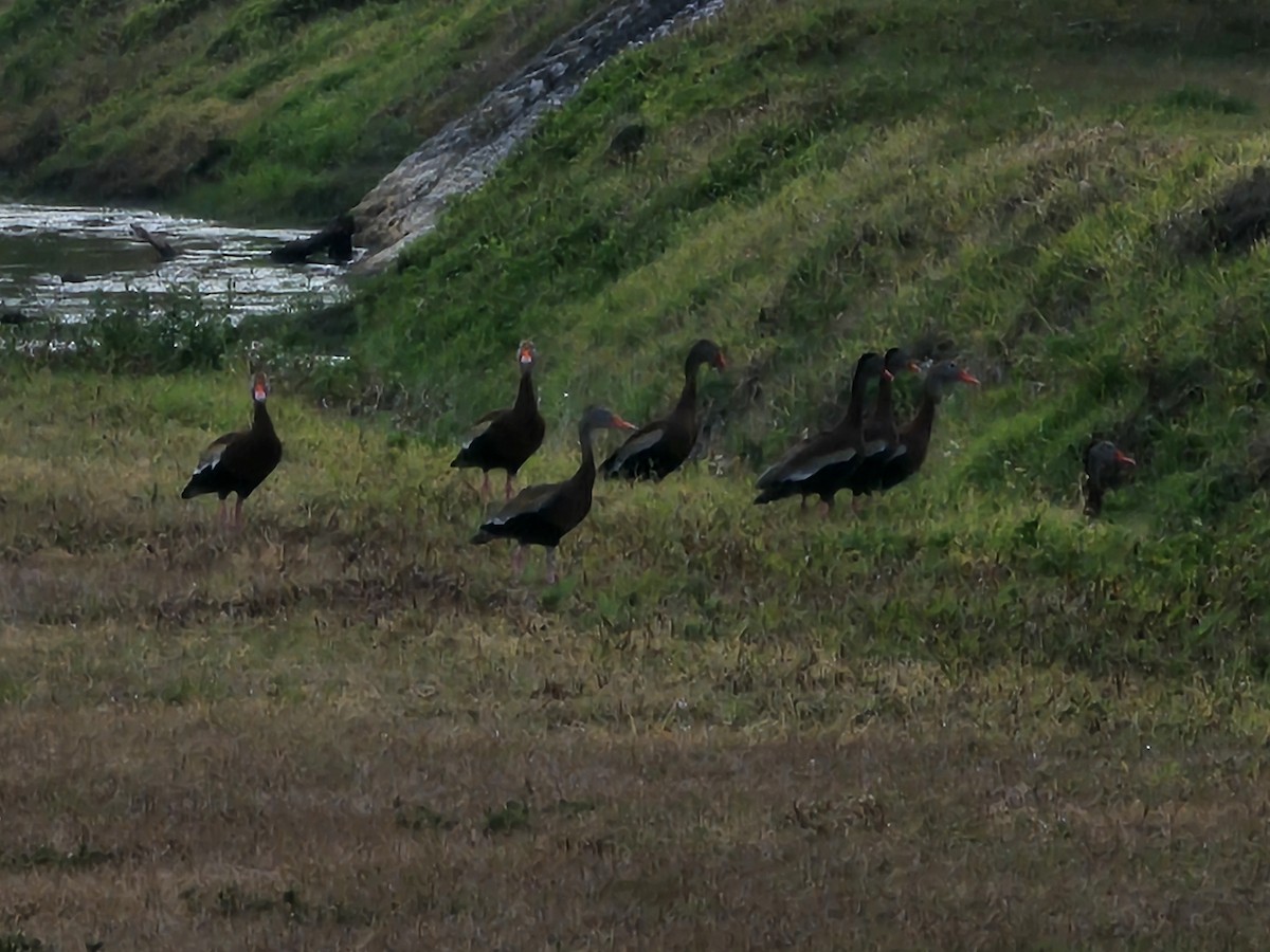 Black-bellied Whistling-Duck - ML618766158