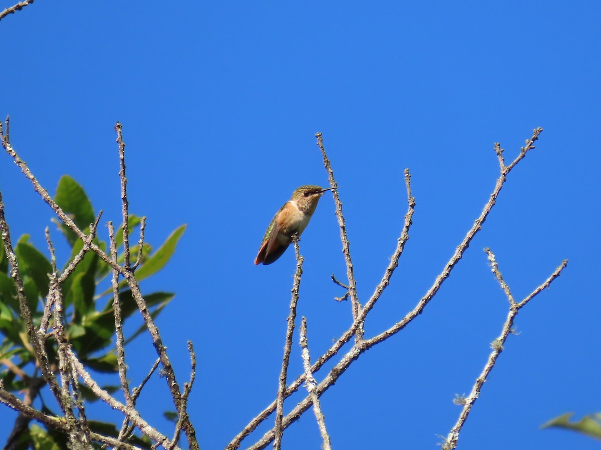Wine-throated Hummingbird - Sobeida Morales