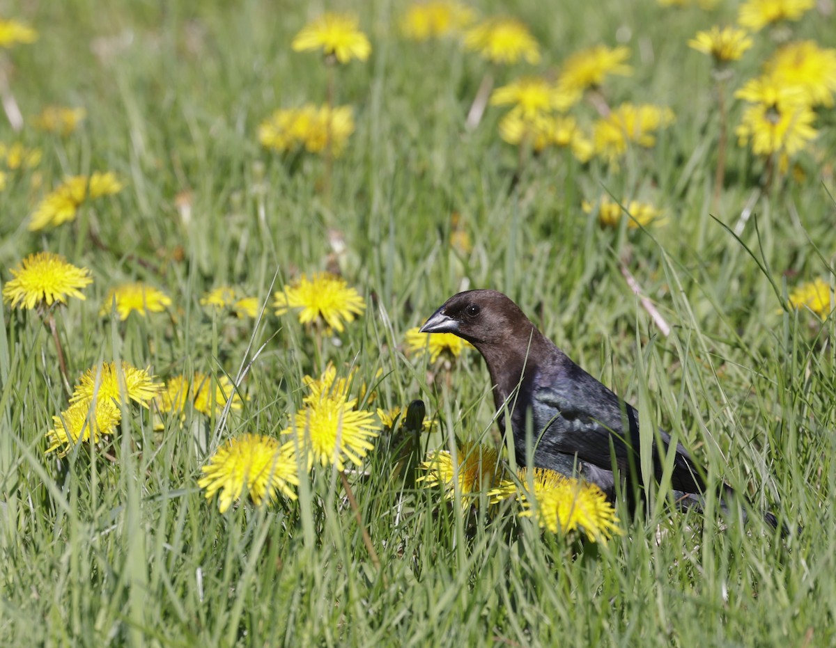 Brown-headed Cowbird - ML618766183