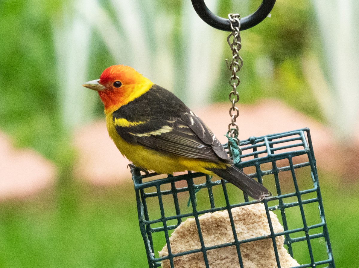Western Tanager - Dale Pate