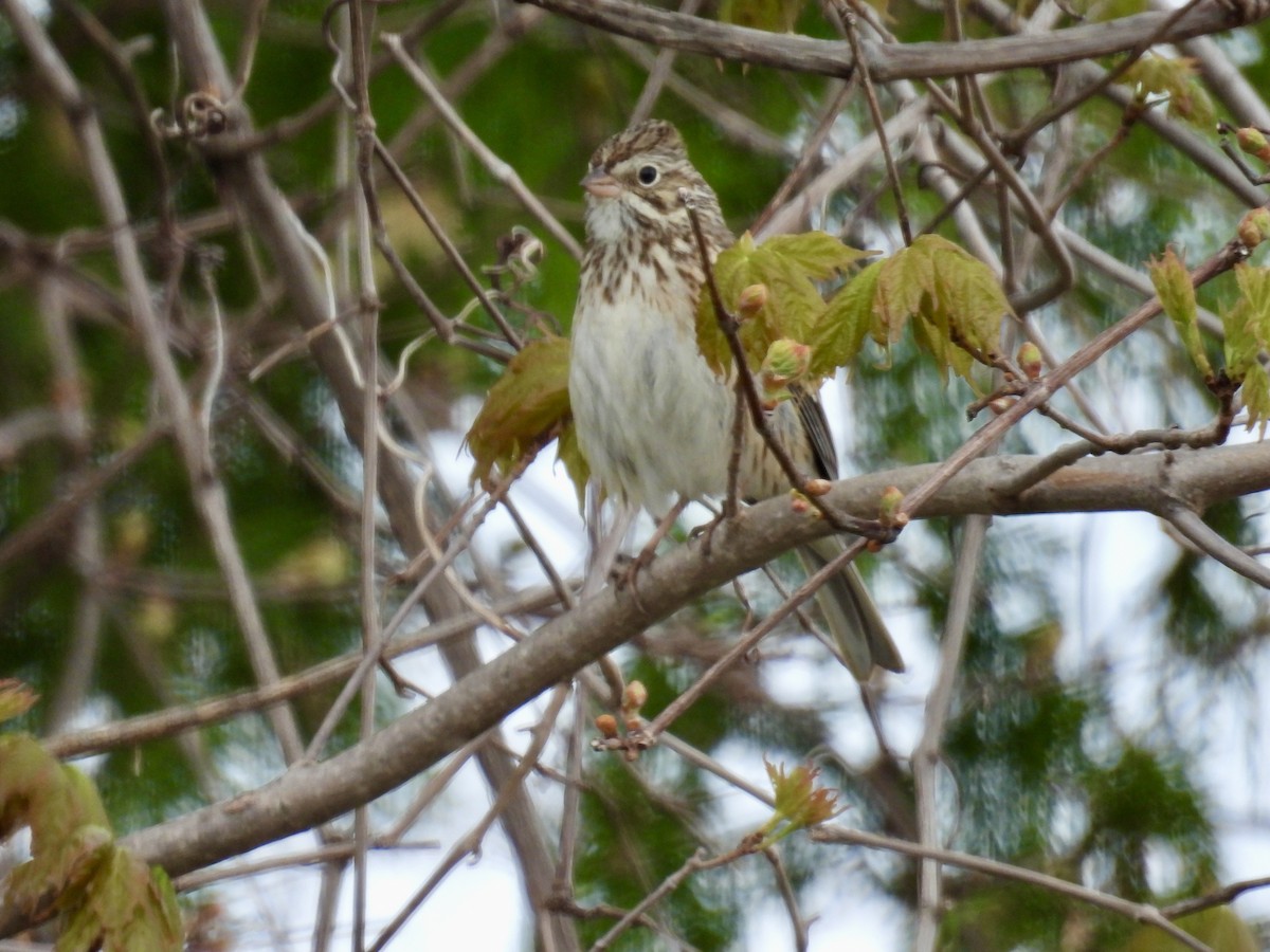 Vesper Sparrow - Marilyn Hubley