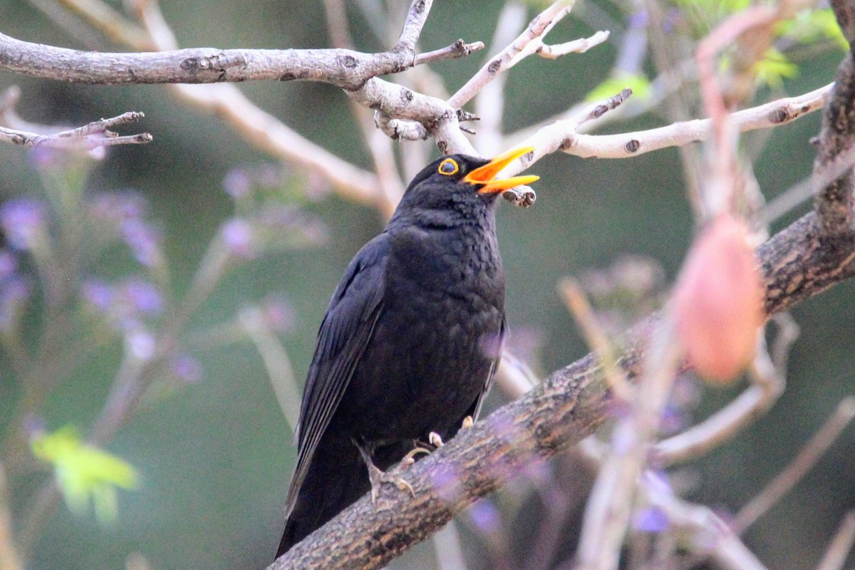 Eurasian Blackbird - ML618766198