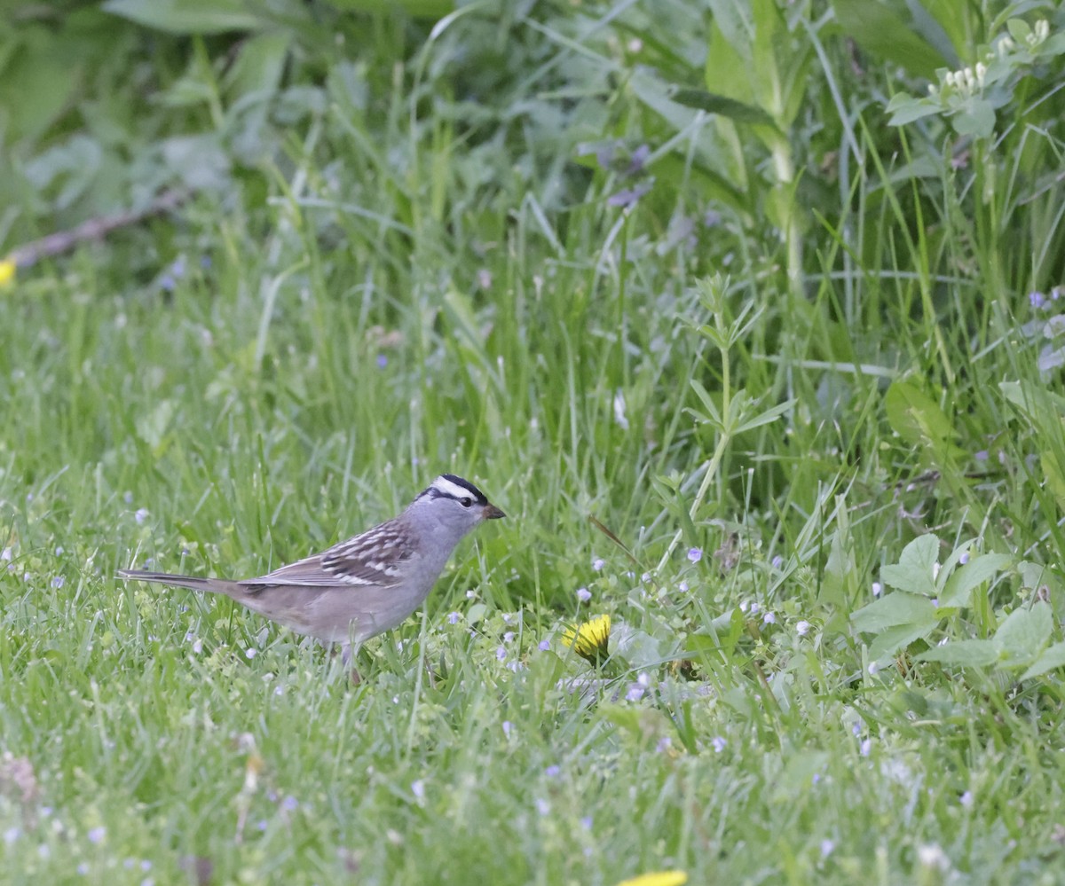 White-crowned Sparrow (Dark-lored) - ML618766201