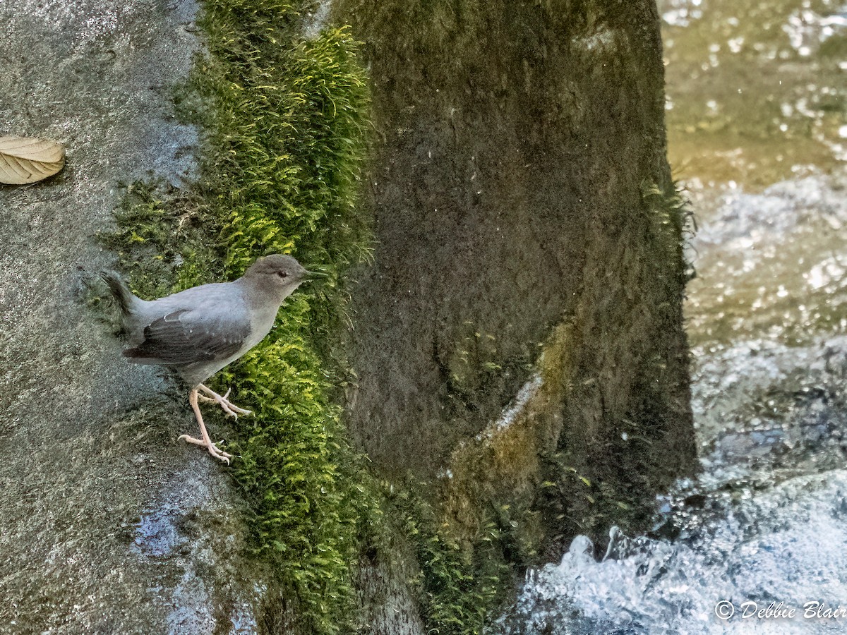 American Dipper - ML618766211