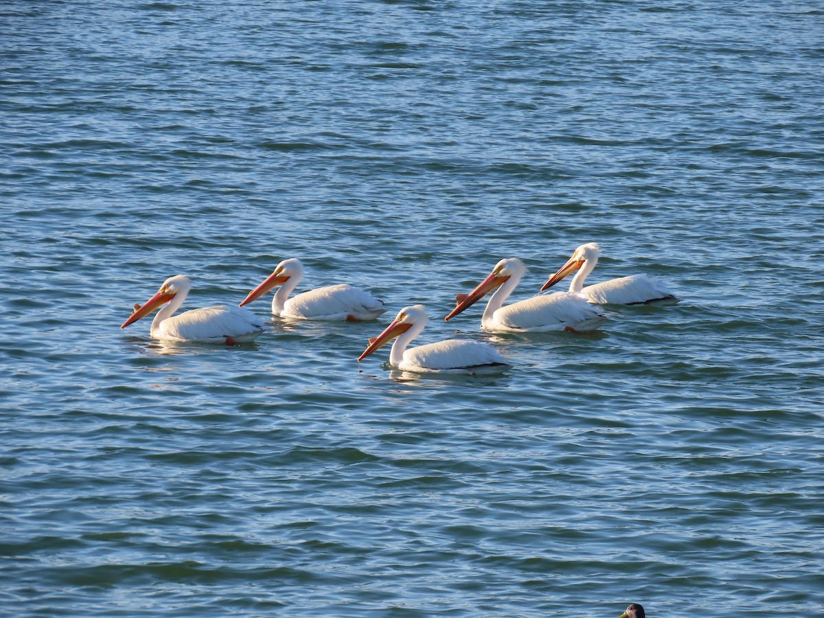 pelikán severoamerický - ML618766228