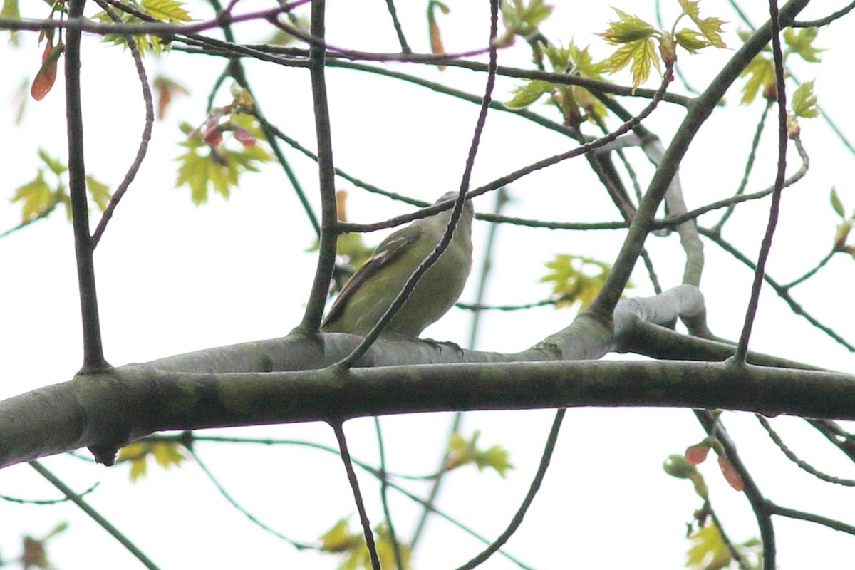 solitary vireo sp. - ML618766233