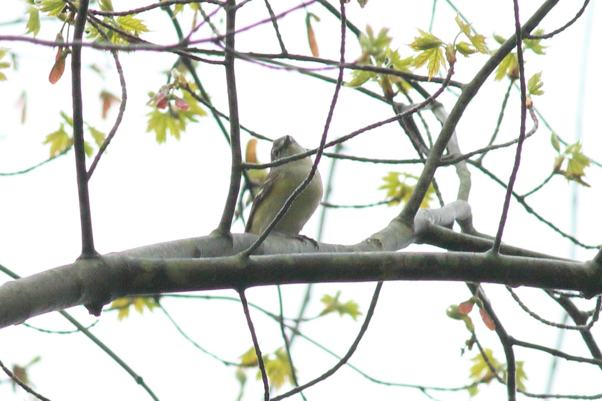 solitary vireo sp. - ML618766234