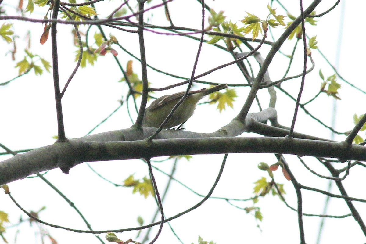 solitary vireo sp. - ML618766235