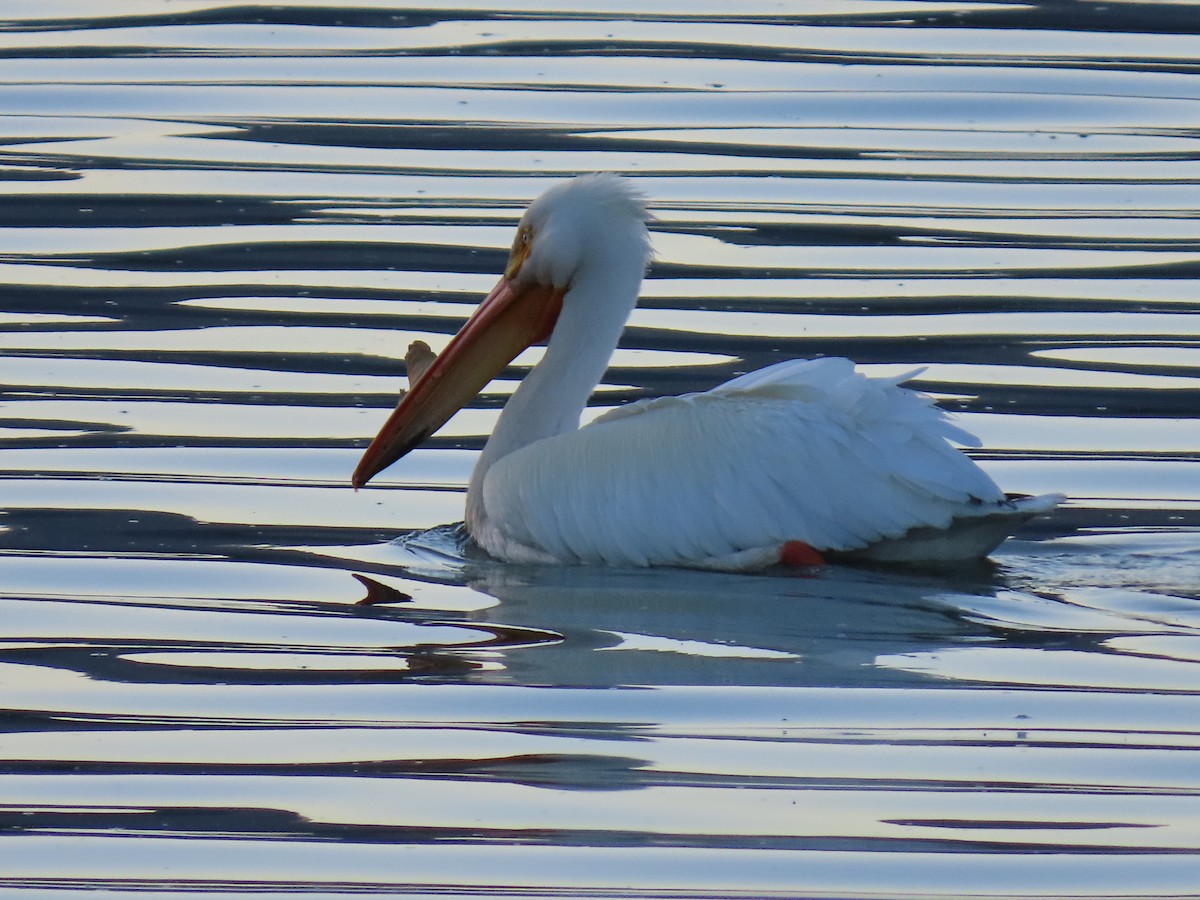 American White Pelican - ML618766244