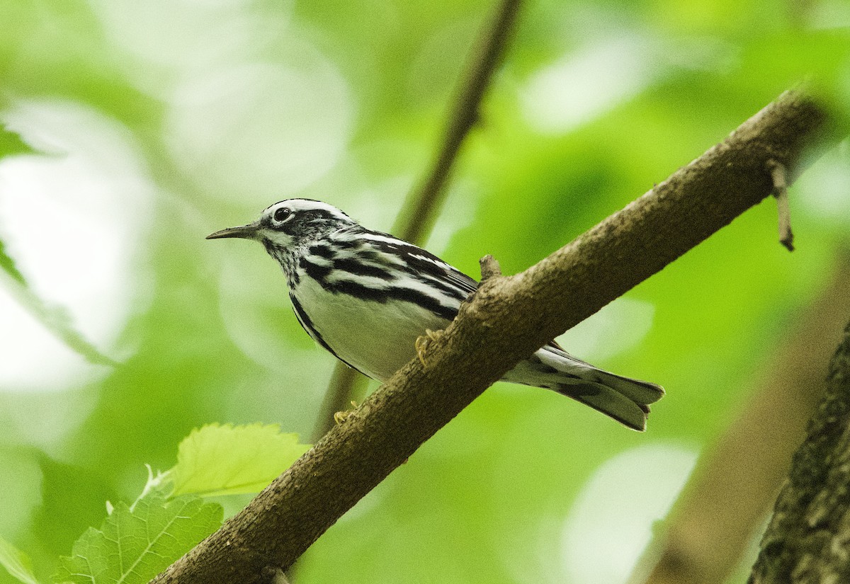 Black-and-white Warbler - Brianna Cerione