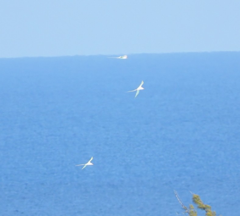 White-tailed Tropicbird - ML618766253