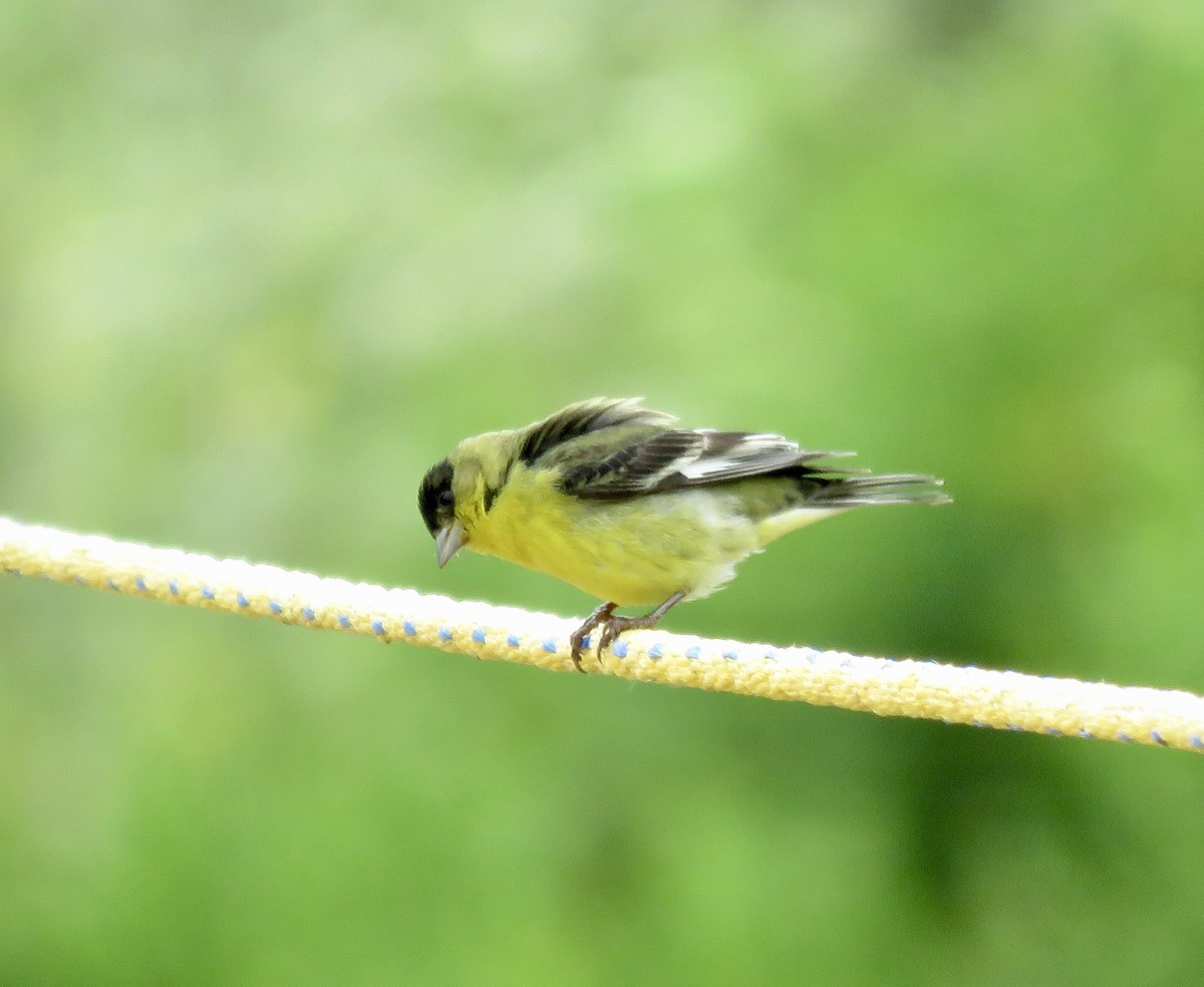 Lesser Goldfinch - ML618766258