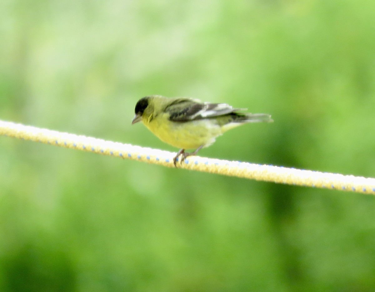 Lesser Goldfinch - ML618766259