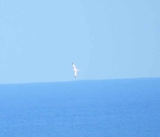 White-tailed Tropicbird - ML618766266