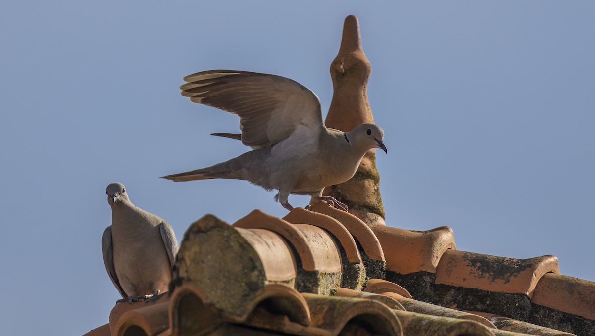 Eurasian Collared-Dove - ML618766269