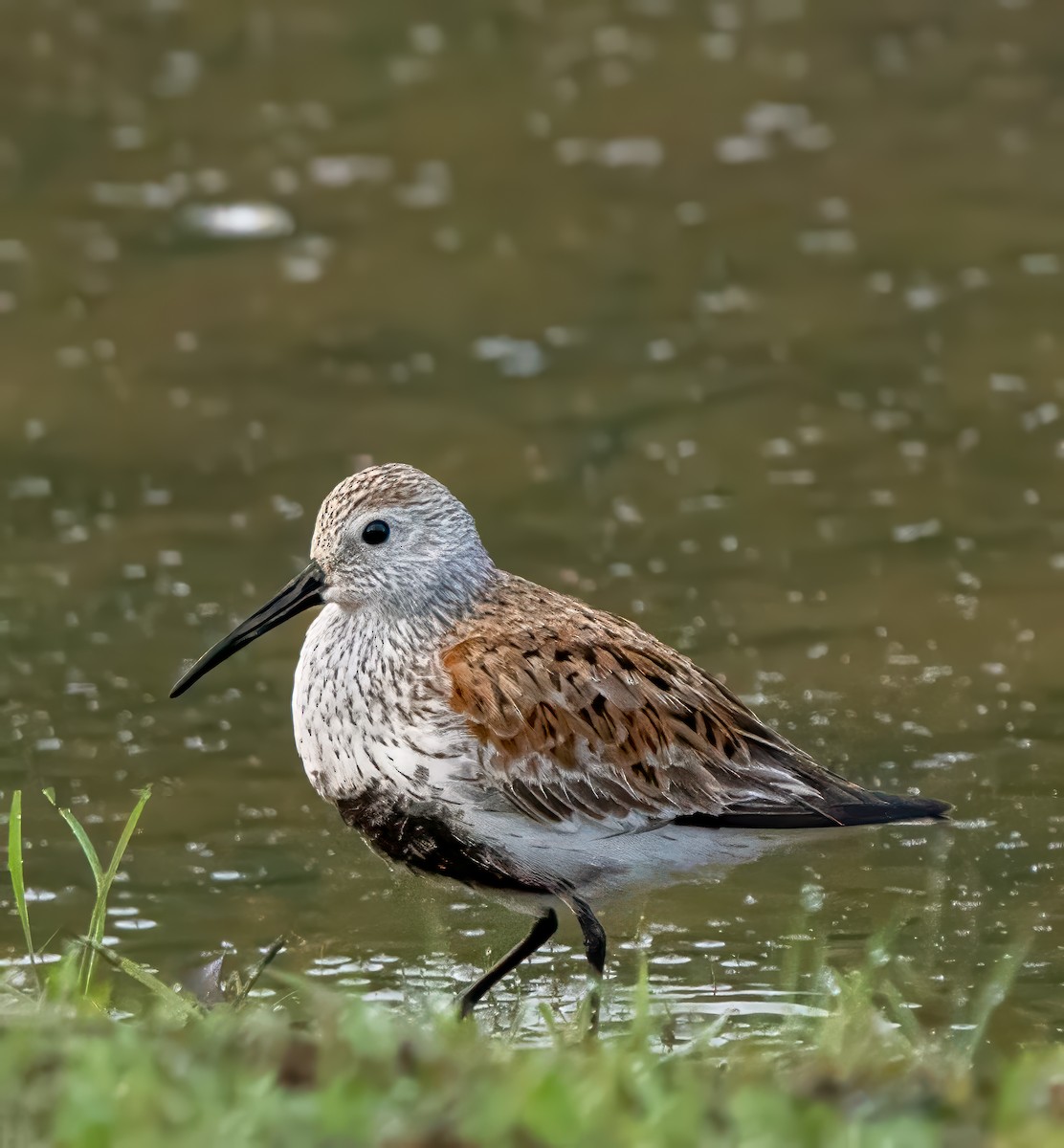 Dunlin - Pete Myers