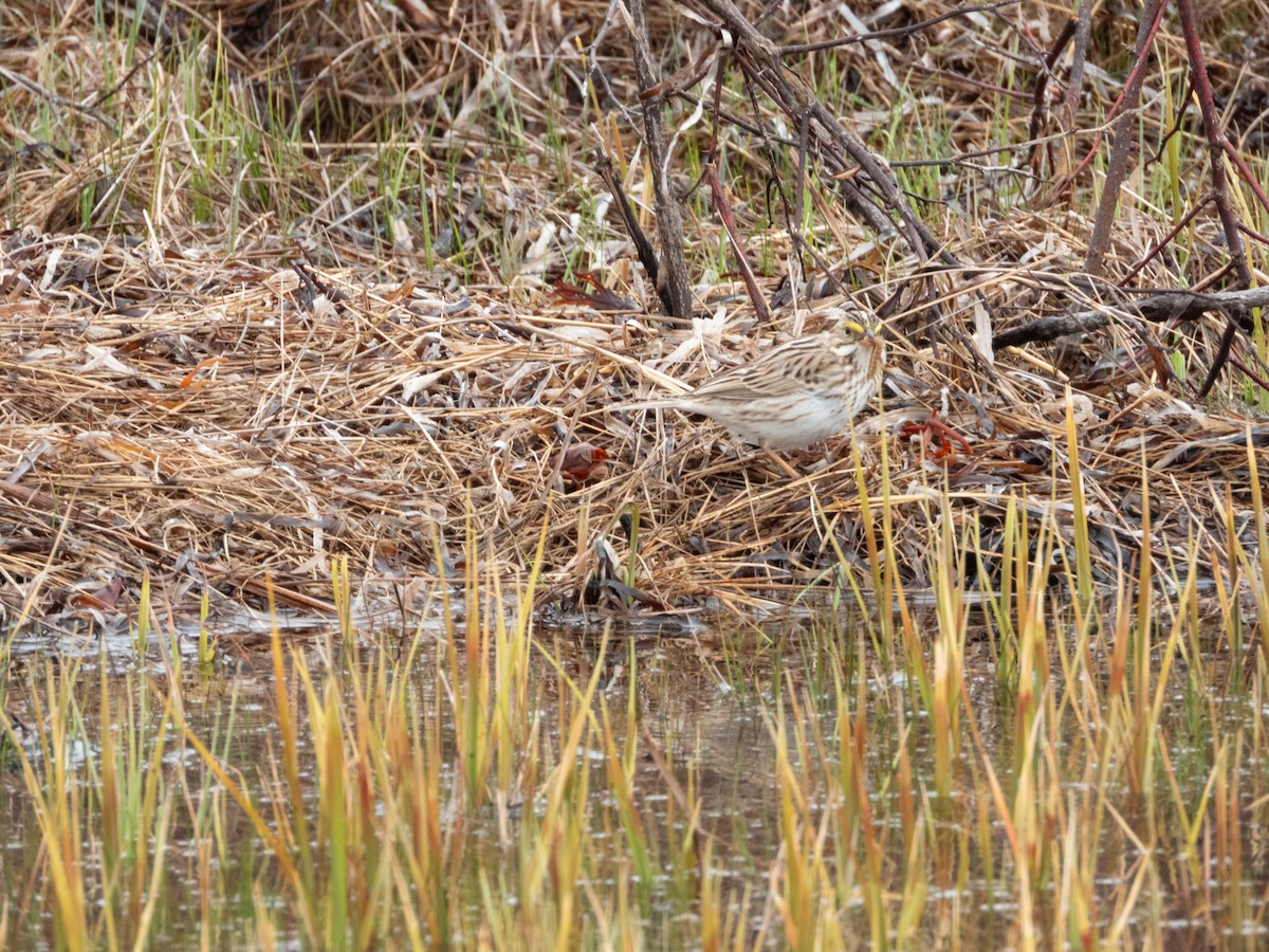 Savannah Sparrow (Ipswich) - ML618766275