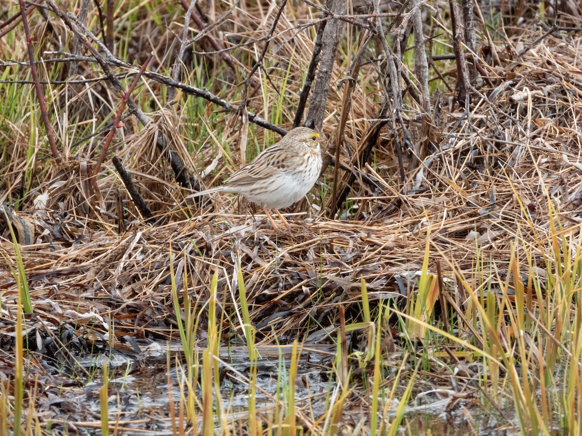 Savannah Sparrow (Ipswich) - Patrick Kramer