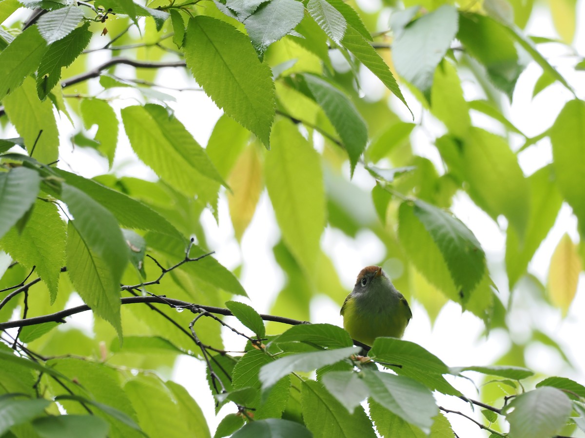 Chestnut-crowned Warbler - ting zou