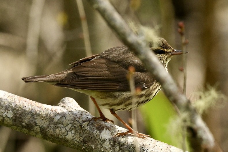 Northern Waterthrush - Richard Audette