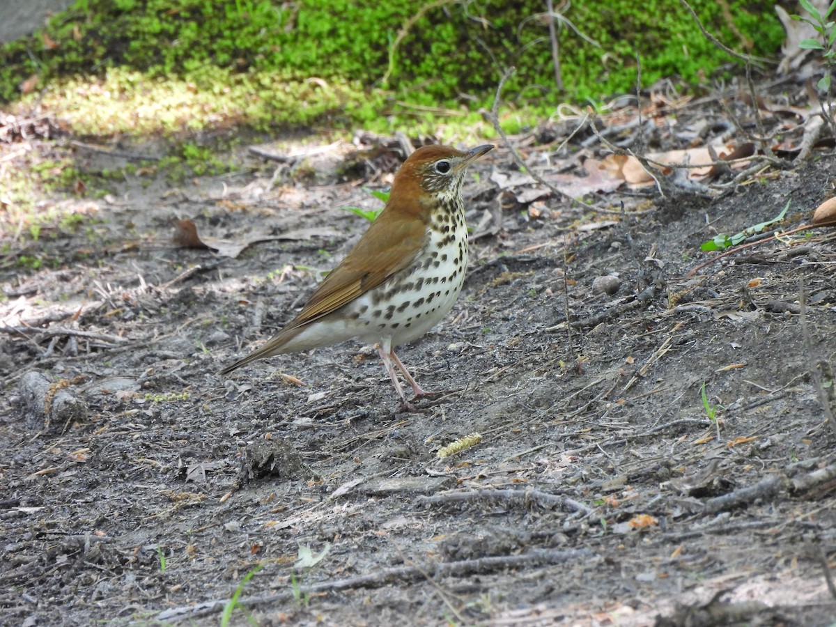 Wood Thrush - Armand  Collins