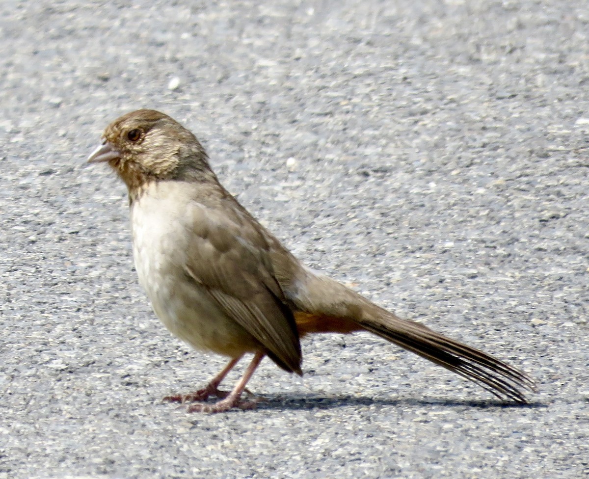 California Towhee - Betty Van Kirk