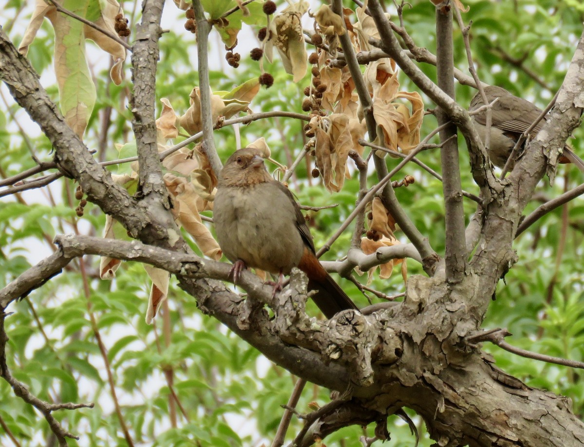 California Towhee - ML618766318