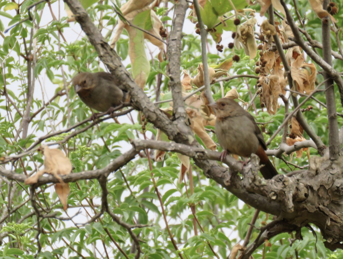 California Towhee - ML618766319