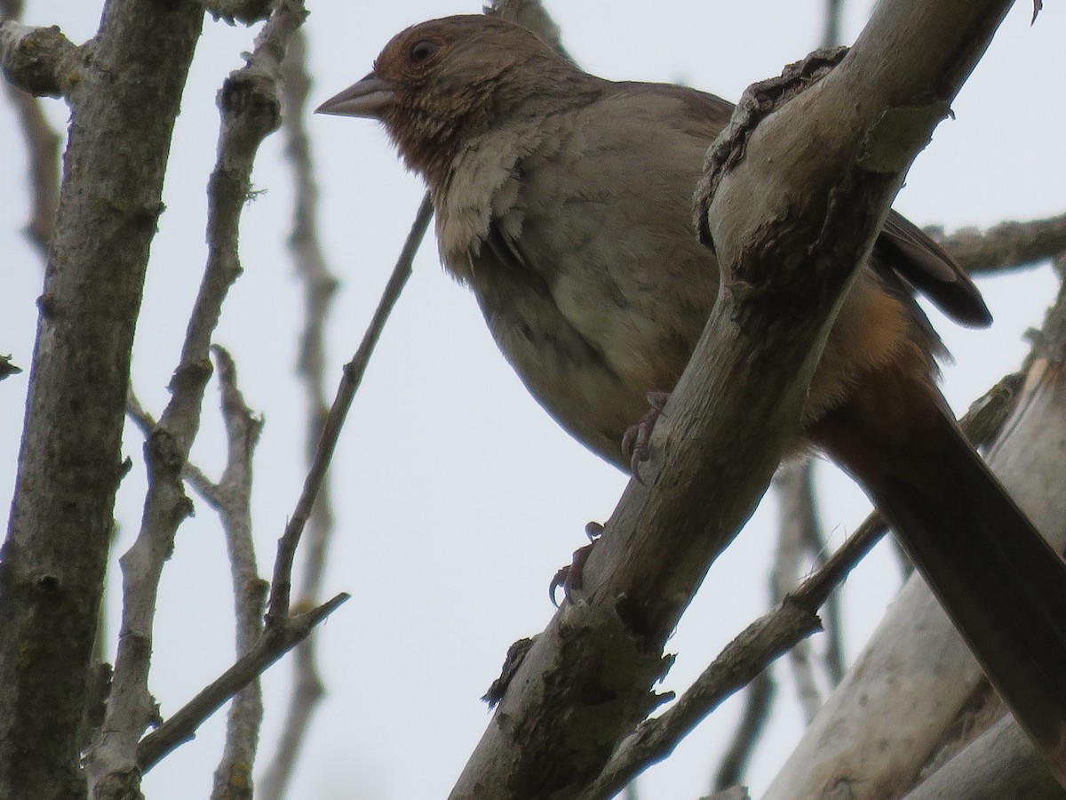 California Towhee - ML618766320