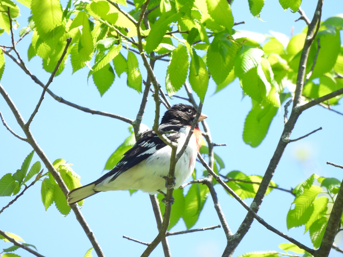 Rose-breasted Grosbeak - Armand  Collins