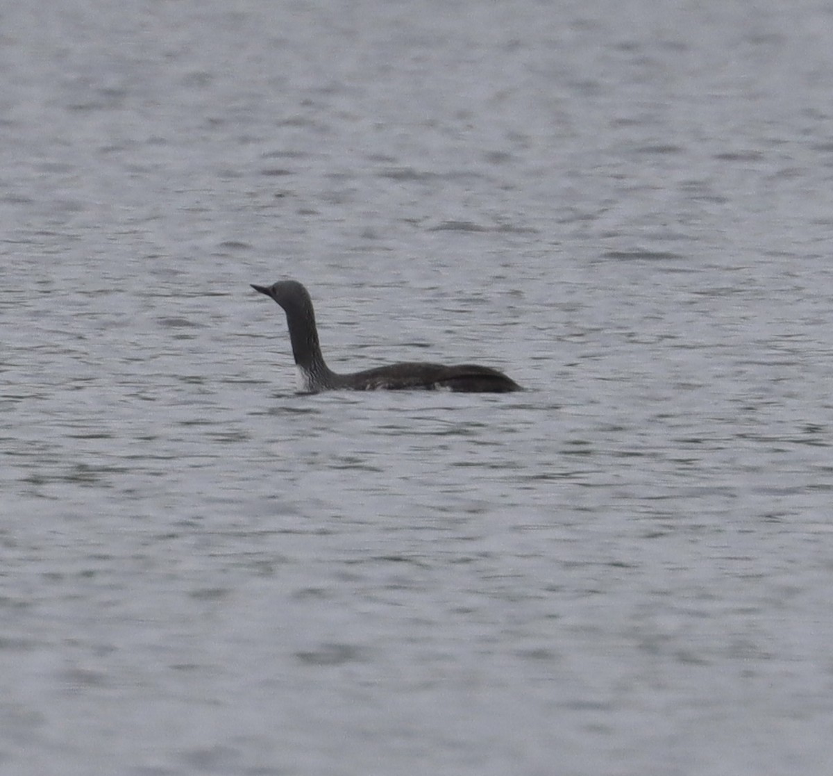 Red-throated Loon - Jeff Vinosky