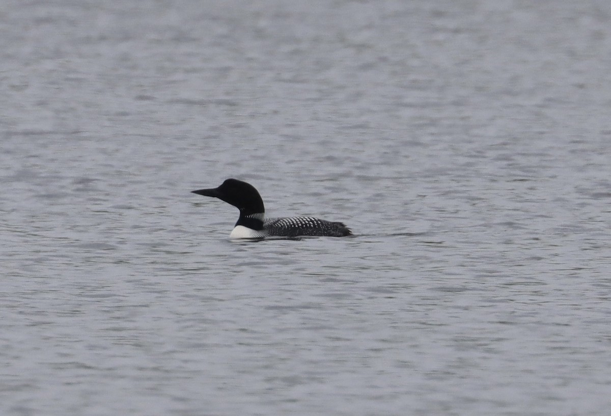 Common Loon - Jeff Vinosky